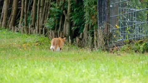 Cat Video stock 220244635