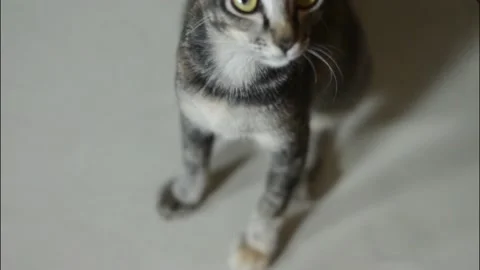 The cat 動画素材 220541928