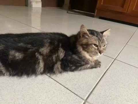 Cat Stock Footage 221964726