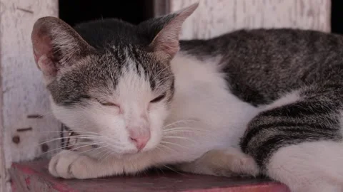 CAT Stock Footage 224431532