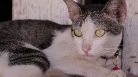 Cat Stock Footage 224431544