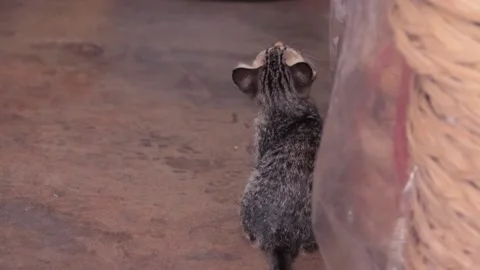 Cat Video stock 224431568