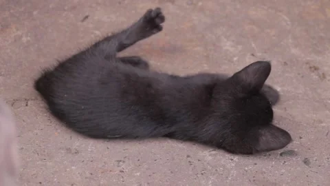 Cat Stock Footage 224431581