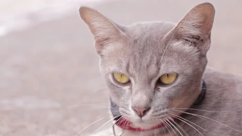 Cat Video stock 224431595