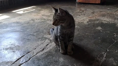 Cat 스톡 동영상 230916309