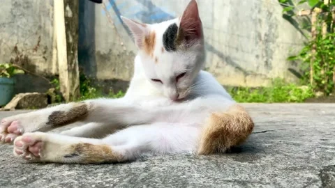 Cat Stock Footage 233943697