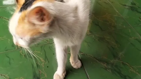 Cat Stock Footage 239997101