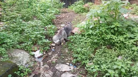 Cat Stock Footage 242207988