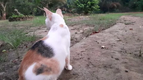 Cat Stock Footage 243151242