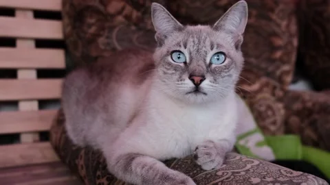 Cat Video stock 246498661