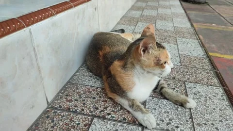 Cat Stock Footage 249820832
