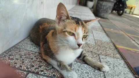 Cat Stock Footage 249820881