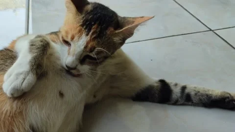 Cat Stock Footage 249820884