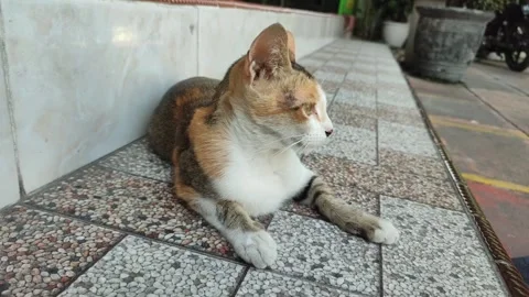 Cat Stock Footage 249820956