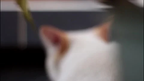 Cat Stock Footage 261641815