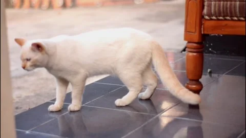 Cat Stock Footage 261644251