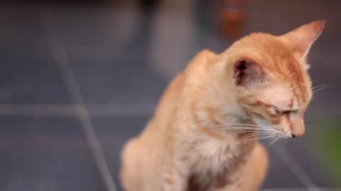 Cat Stock Footage 261807734