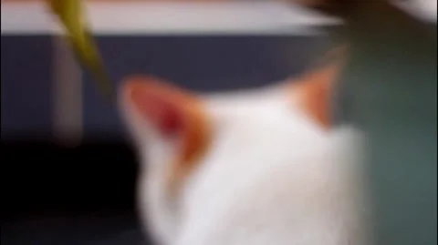 Cat Stock-Footage 262123389