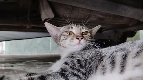 Cat 스톡 동영상 263800762