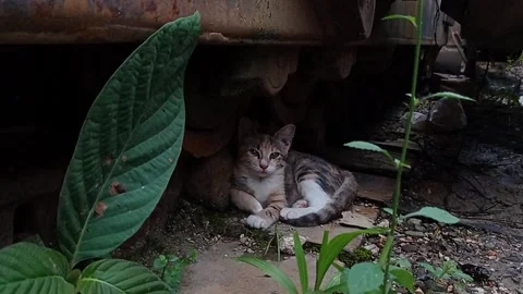 Cat Video stock 266473005