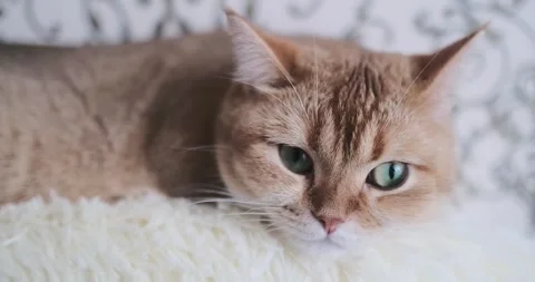 Cat Stock Footage 267835484