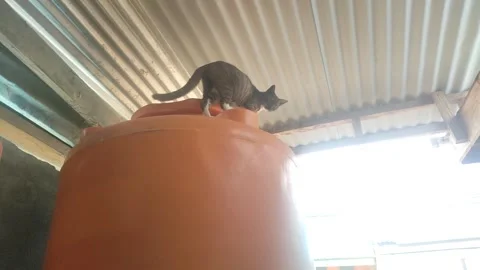 Cat Vidéo 272198865