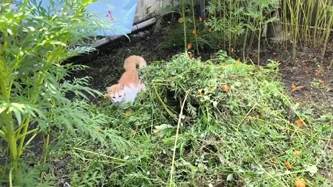 Cat Stock Footage 274287510