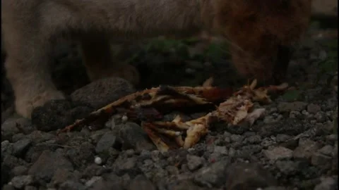 Cat Stock Footage 275018865