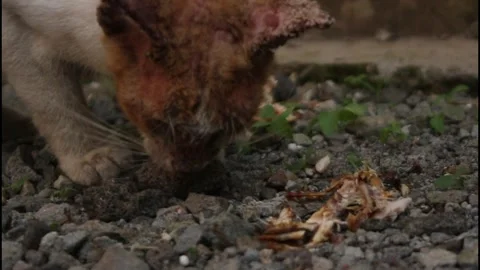 Cat Stock Footage 275018874