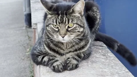 A cat Stock Footage 282516433