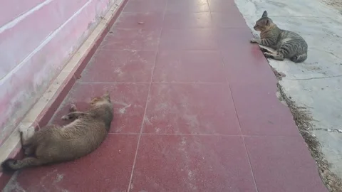 A cat Stock Footage 299682949