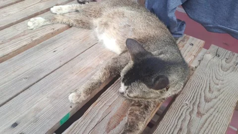 A cat Stock Footage 300146215