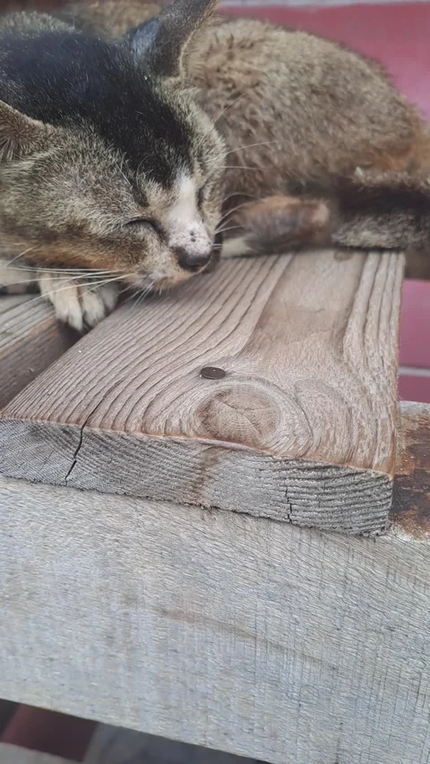 A cat Stock Footage 300266824