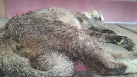 A cat Stock Footage 300266937