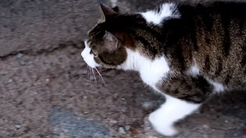 Cat Stock Footage 301622688