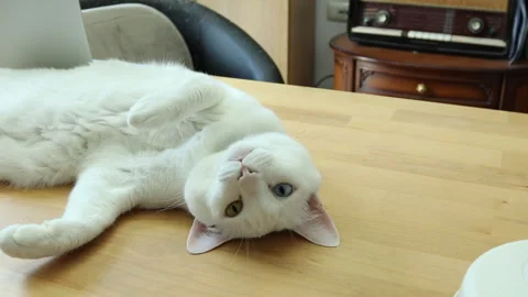 Cat Stock Footage 308838097