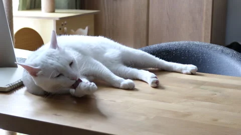 Cat Stock Footage 308846934