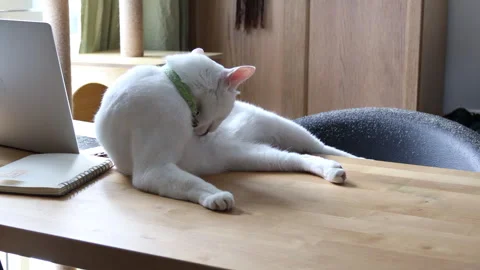 Cat Stock Footage 308846984