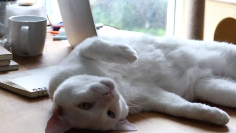 Cat Stock Footage 308847103