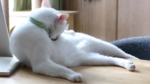 Cat Stock Footage 308847127