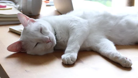 Cat Stock Footage 308847203