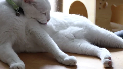 Cat Stock Footage 308847256