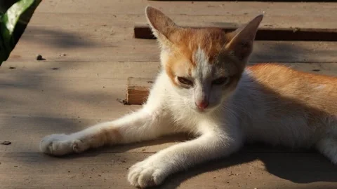 Cat Stock-Footage 311613711