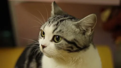 Cat Stock Footage 314908914