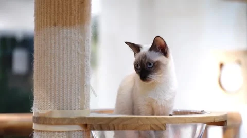 Cat Stock Footage 314908922