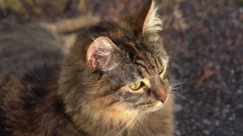 Cat Stock Footage 317887878