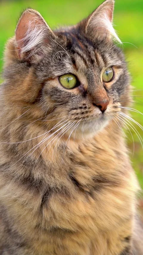 Cat Stock Footage 317887920