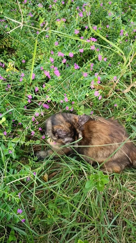Cat Stock Footage 321609305