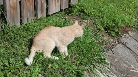 Cat 스톡 동영상 324966323