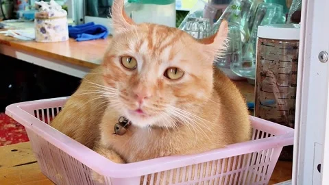 Cat Stock Footage 325878845